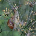 Schnecke im Staudenfenchel