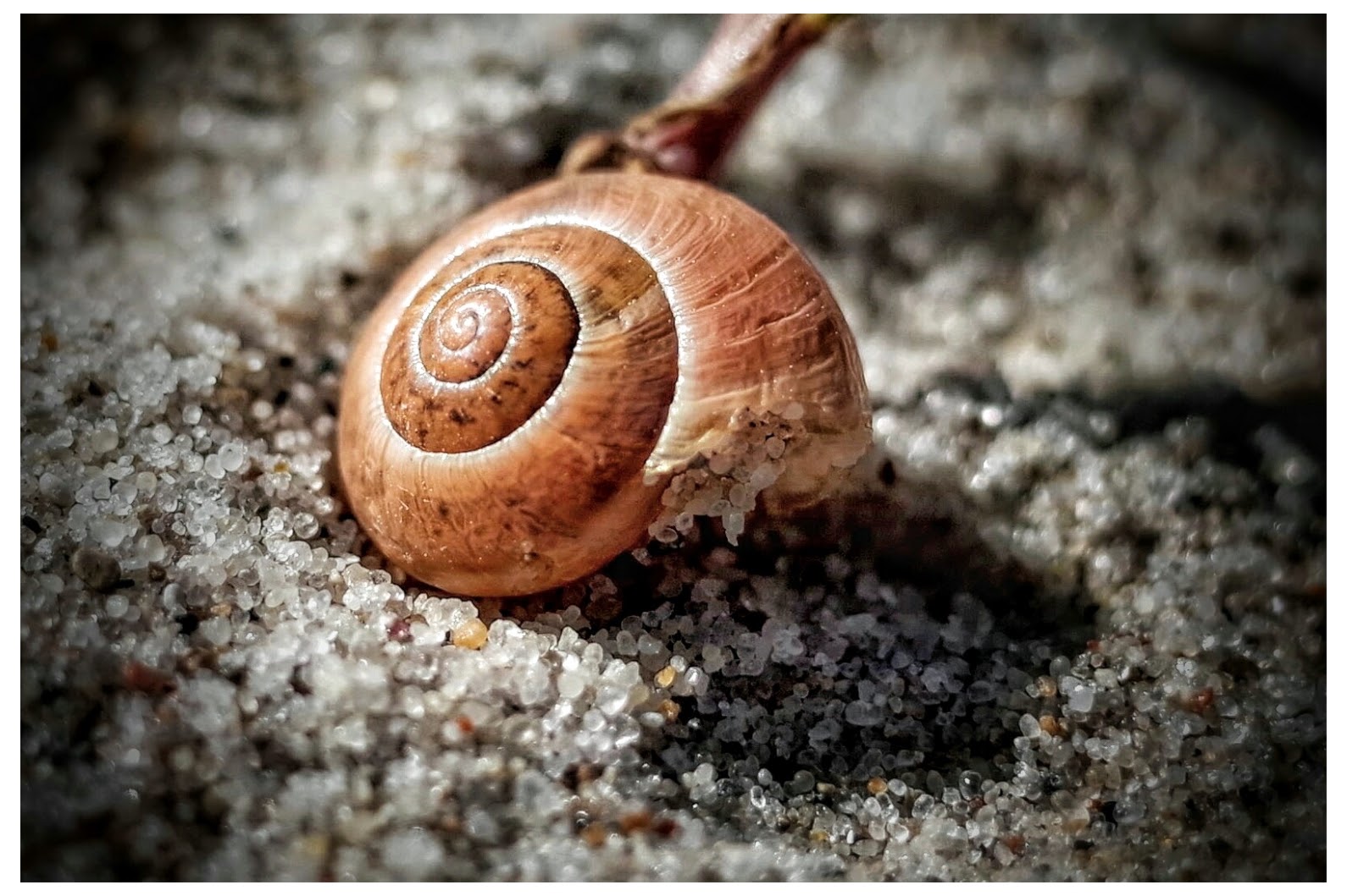 Schnecke im Strandsand