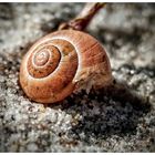 Schnecke im Strandsand