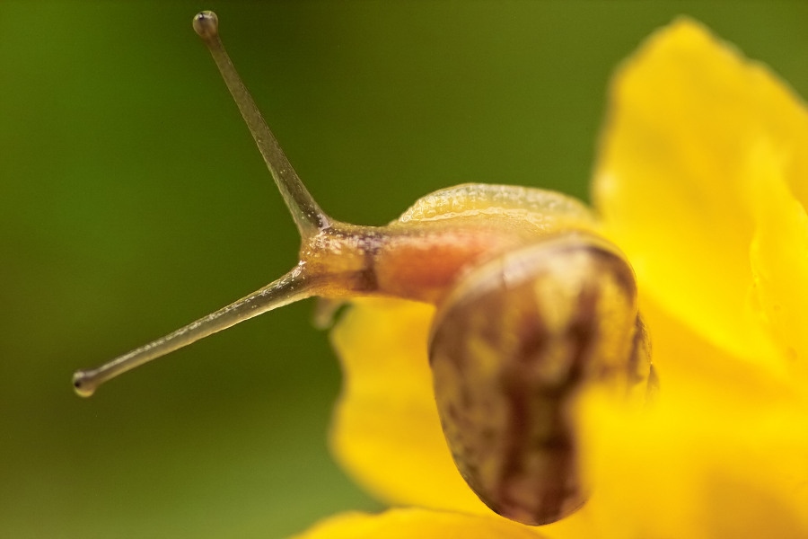 schnecke im tau