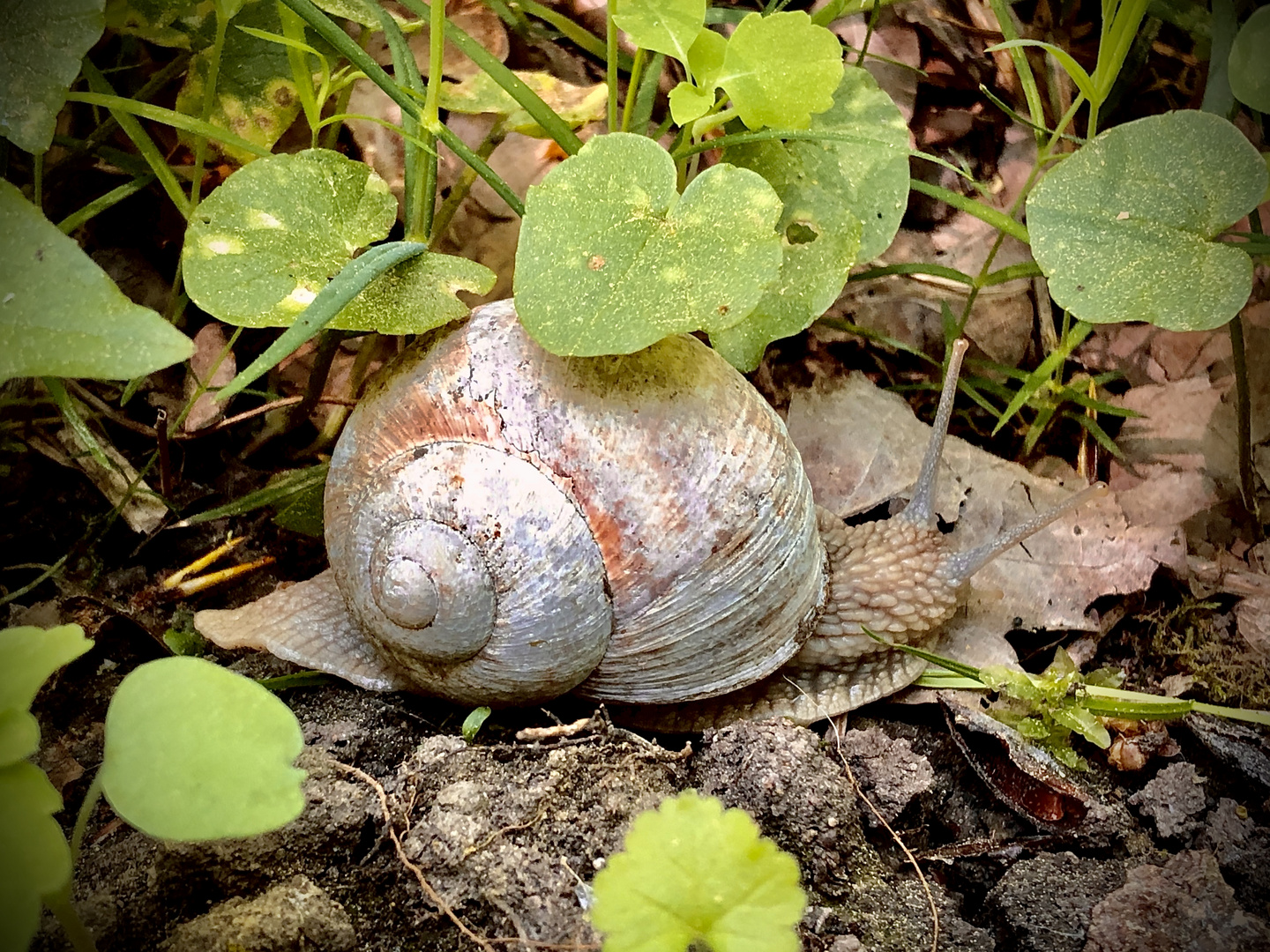 Schnecke im Wald