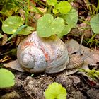 Schnecke im Wald