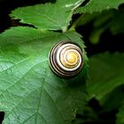 Schnecke im Wald