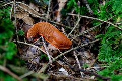 Schnecke im Wald