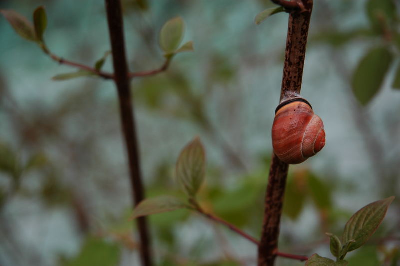 Schnecke im Wald