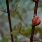 Schnecke im Wald