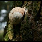 Schnecke im Wald