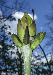 schnecke im wald