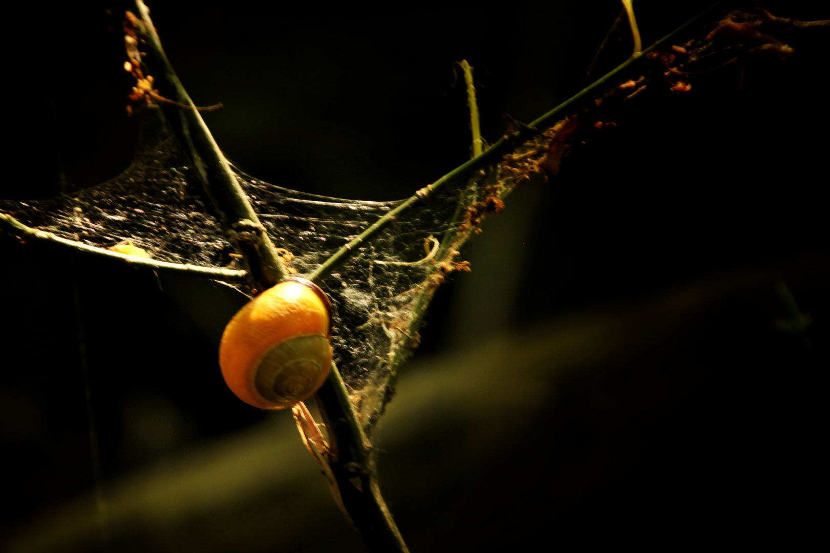 Schnecke im Wald