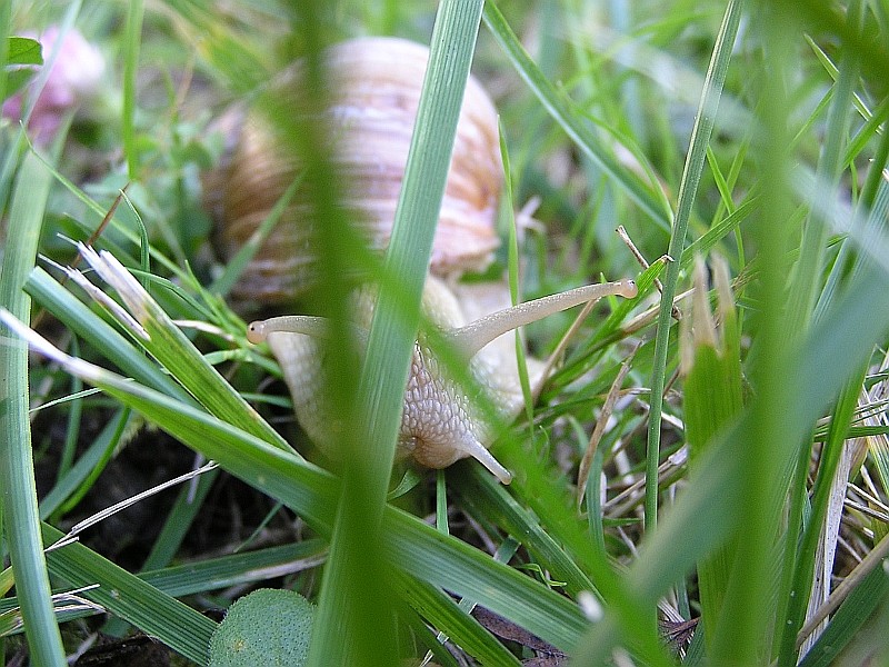 Schnecke im Wald der Gräser