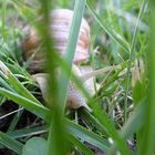 Schnecke im Wald der Gräser