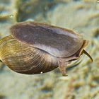 Schnecke im Wasser