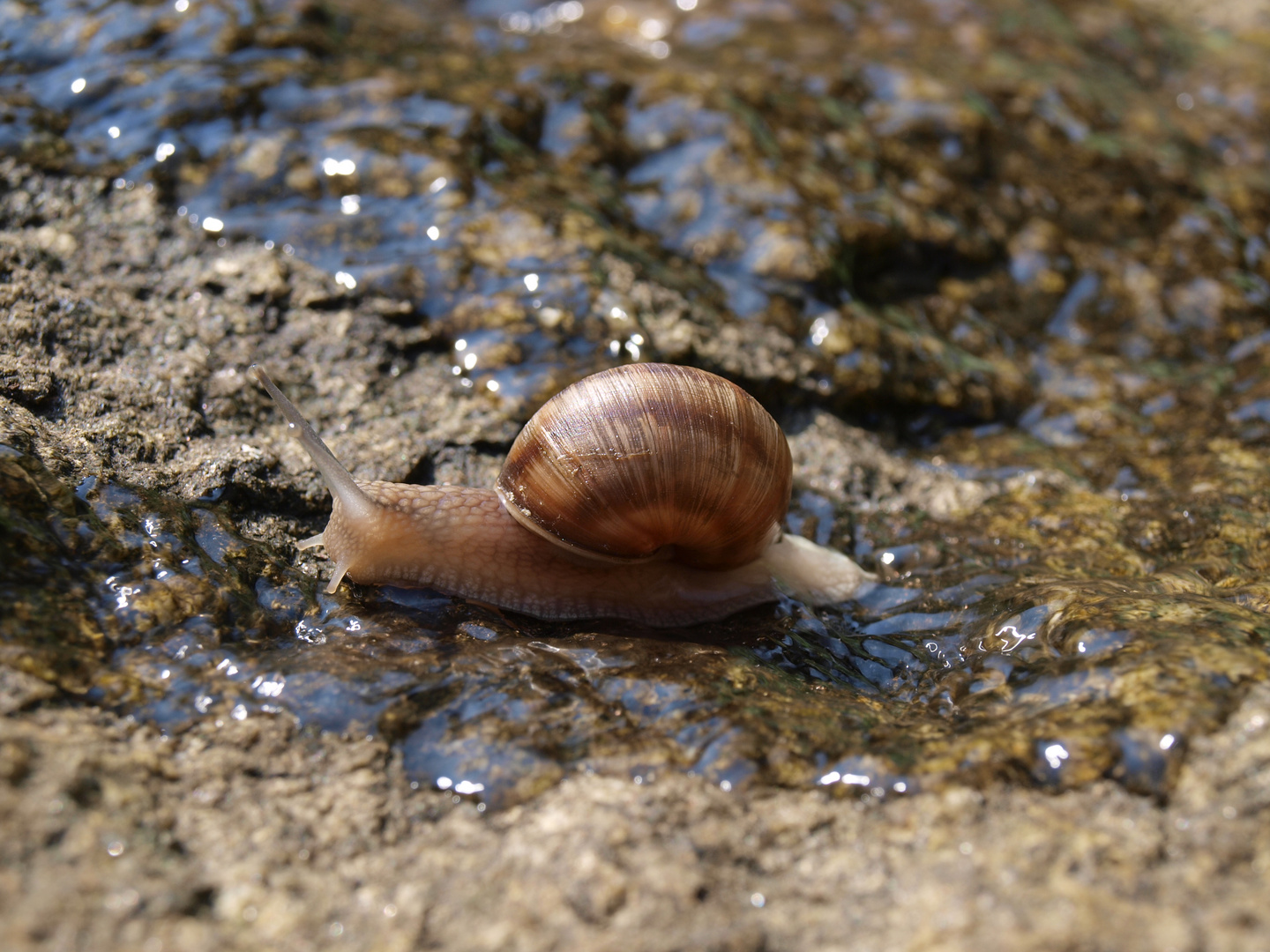 Schnecke im Wasser