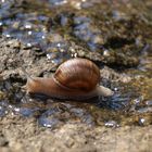 Schnecke im Wasser