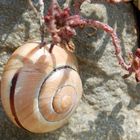 Schnecke im Weinberg