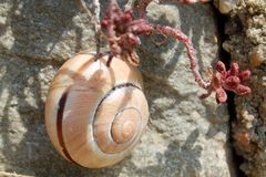 Schnecke im Weinberg