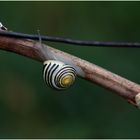 Schnecke im Weinberg