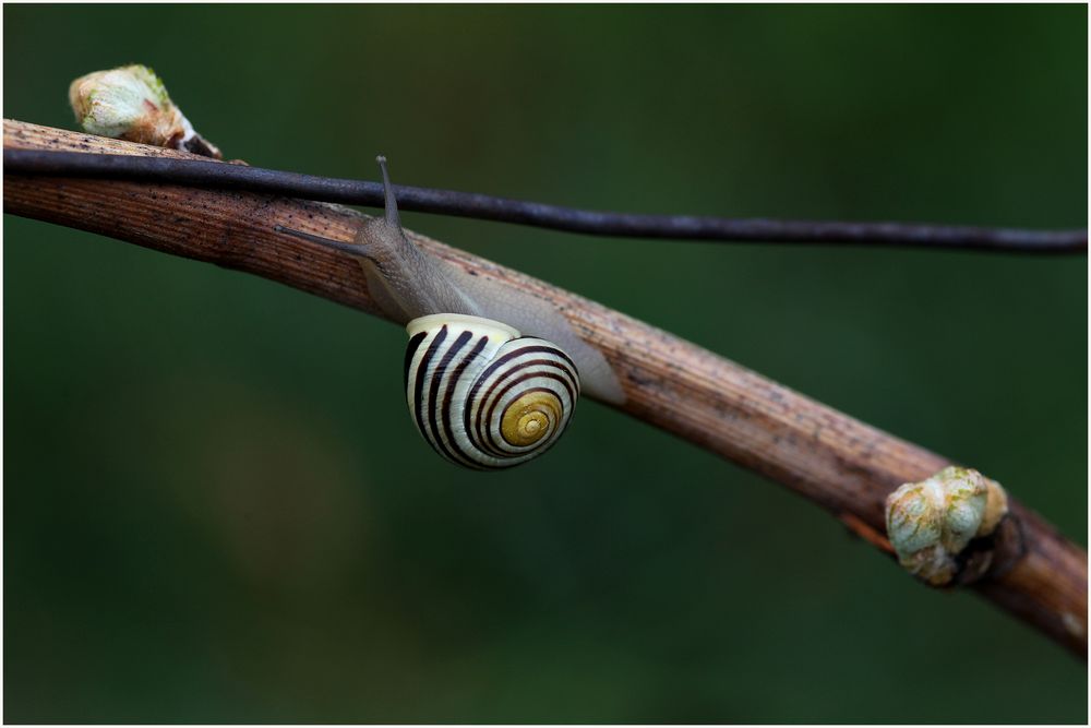 Schnecke im Weinberg