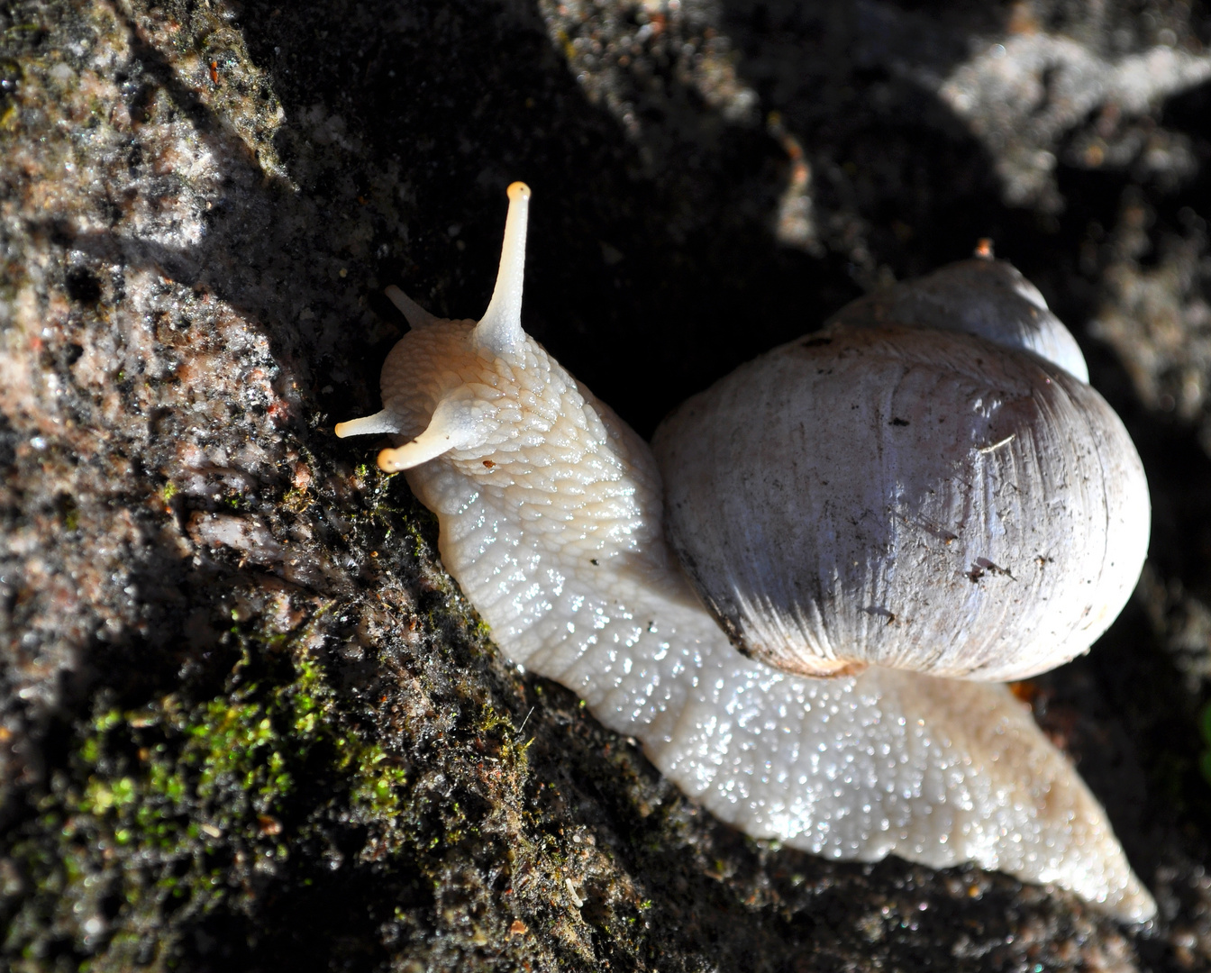 Schnecke im weißen Brautkleid