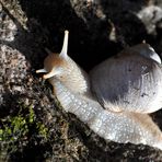 Schnecke im weißen Brautkleid