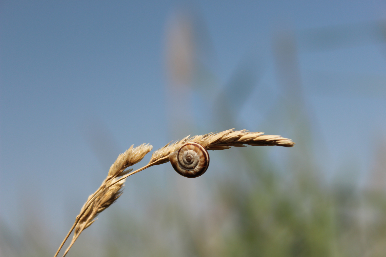 "Schnecke im Wind"