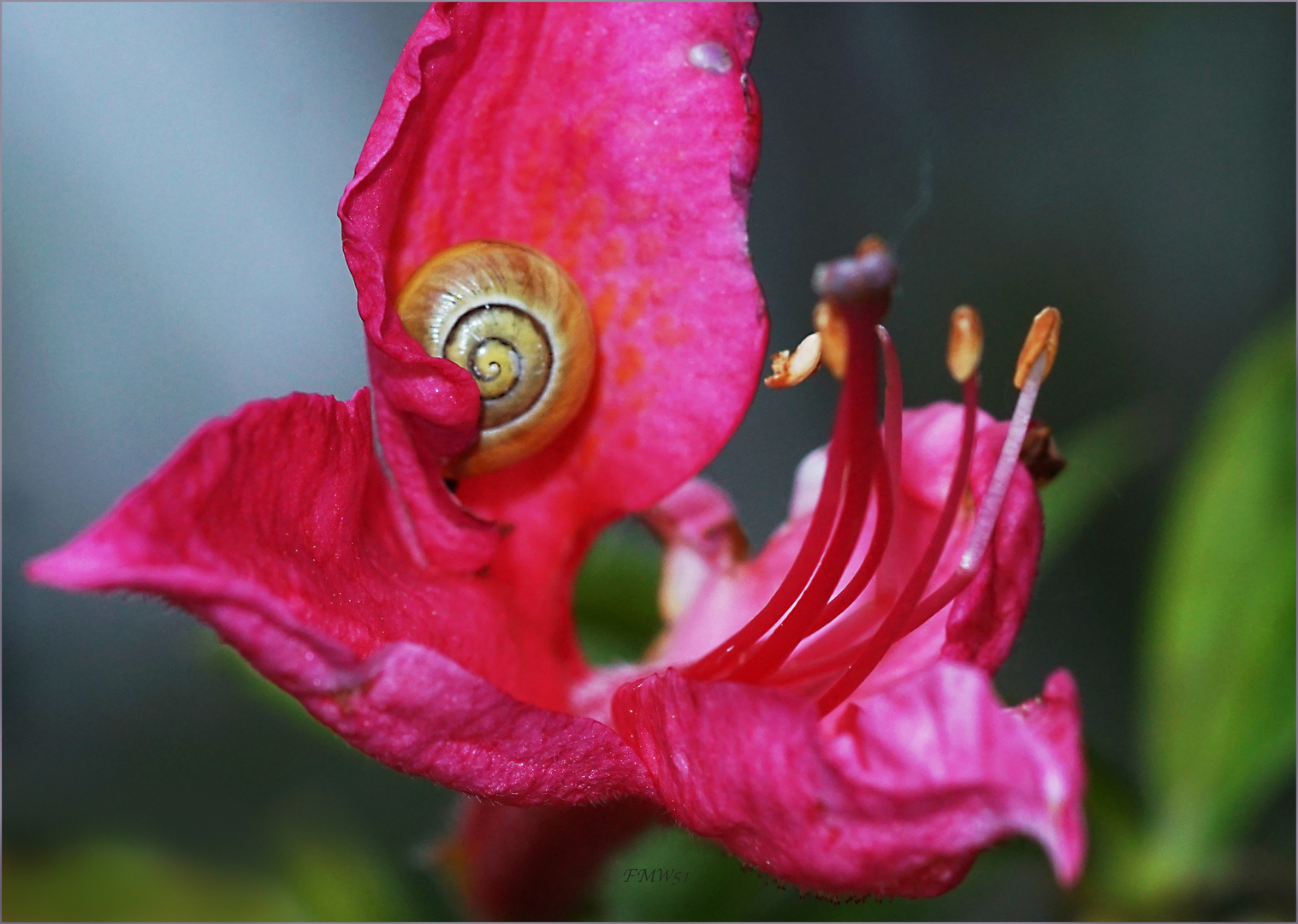 Schnecke in Azaleenblüte