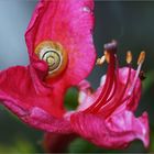 Schnecke in Azaleenblüte