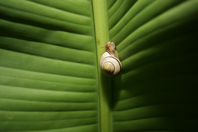 Schnecke in Bananenblatt