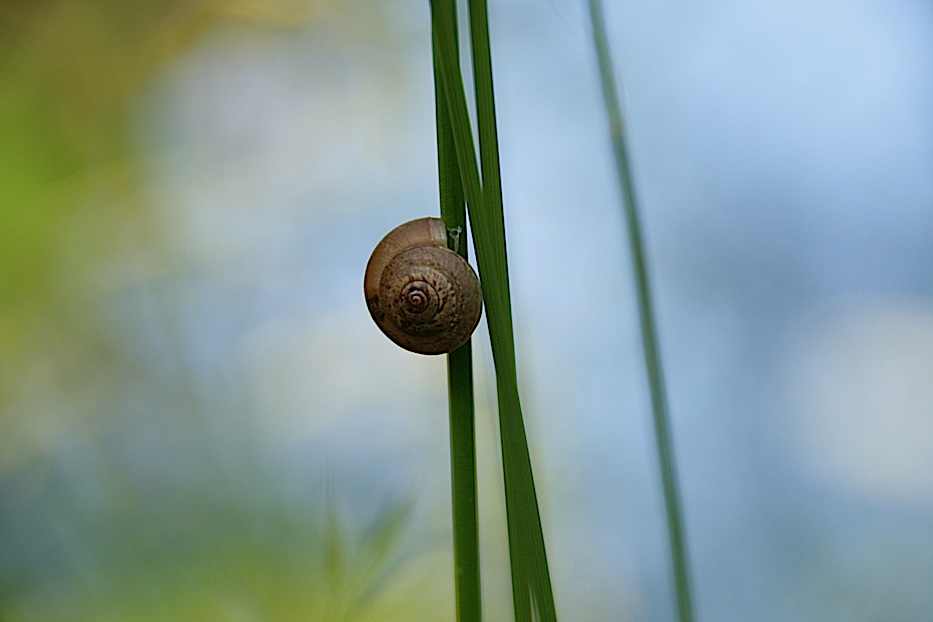 Schnecke in blau