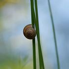 Schnecke in blau