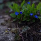 Schnecke in Blau