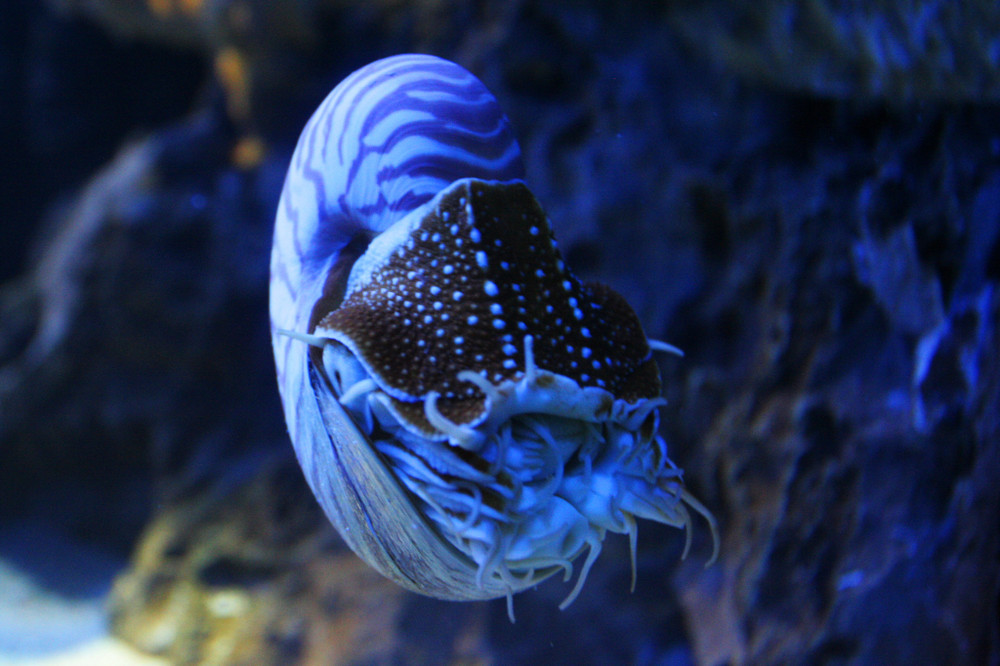 Schnecke in blau