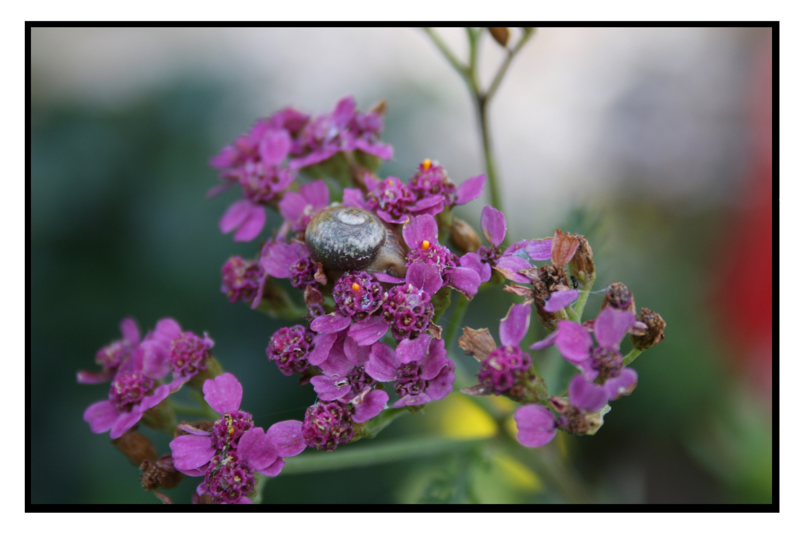 Schnecke in Blume