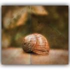 Schnecke in Braun