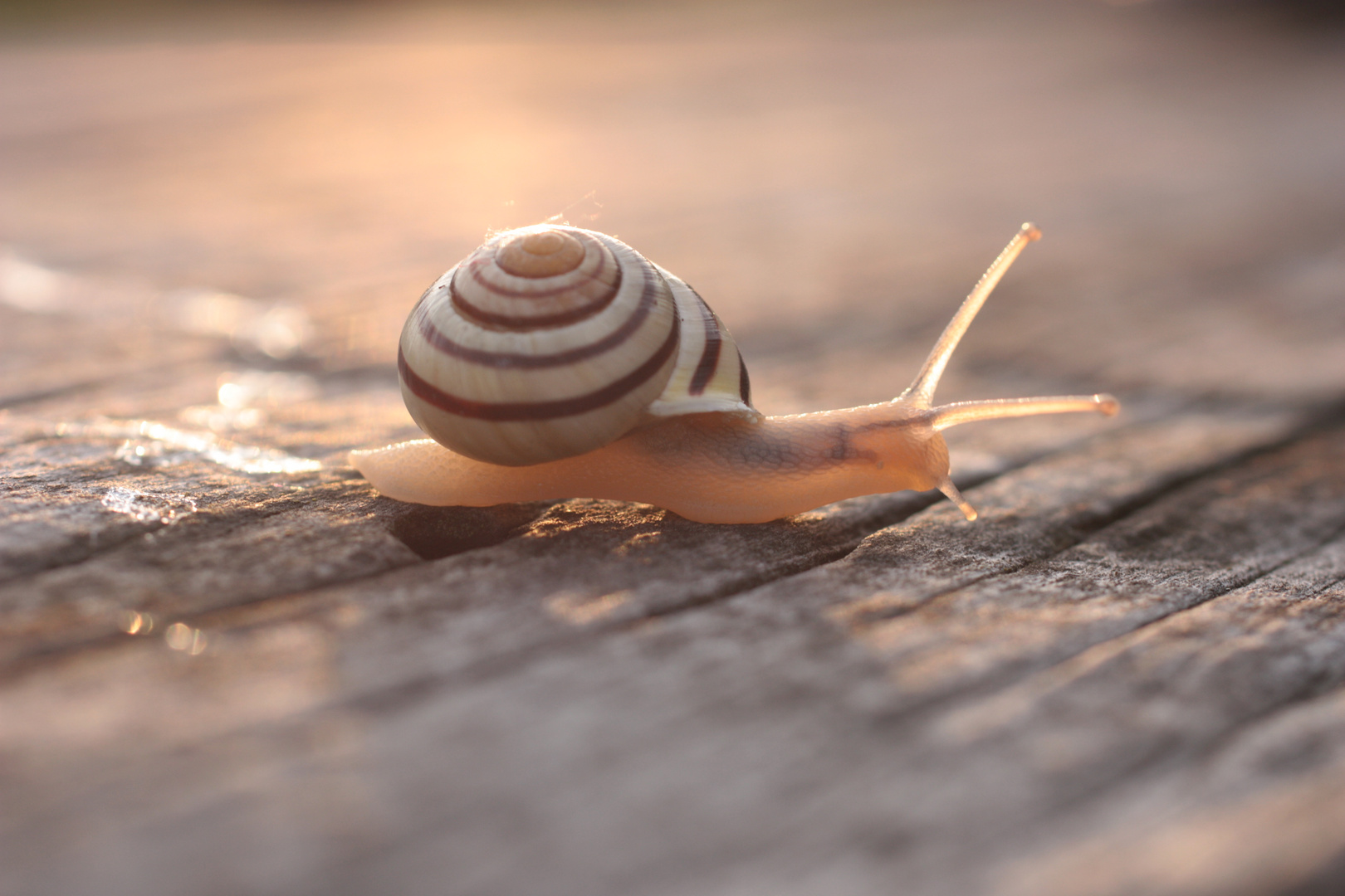 Schnecke in der Abendsonne