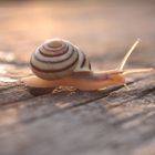 Schnecke in der Abendsonne