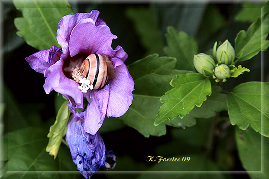 Schnecke in der Blüte