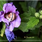 Schnecke in der Blüte