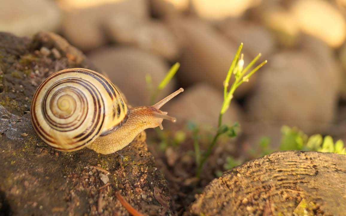 Schnecke in der Sonne 