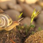 Schnecke in der Sonne 