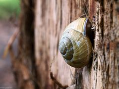 Schnecke in der Steilwand