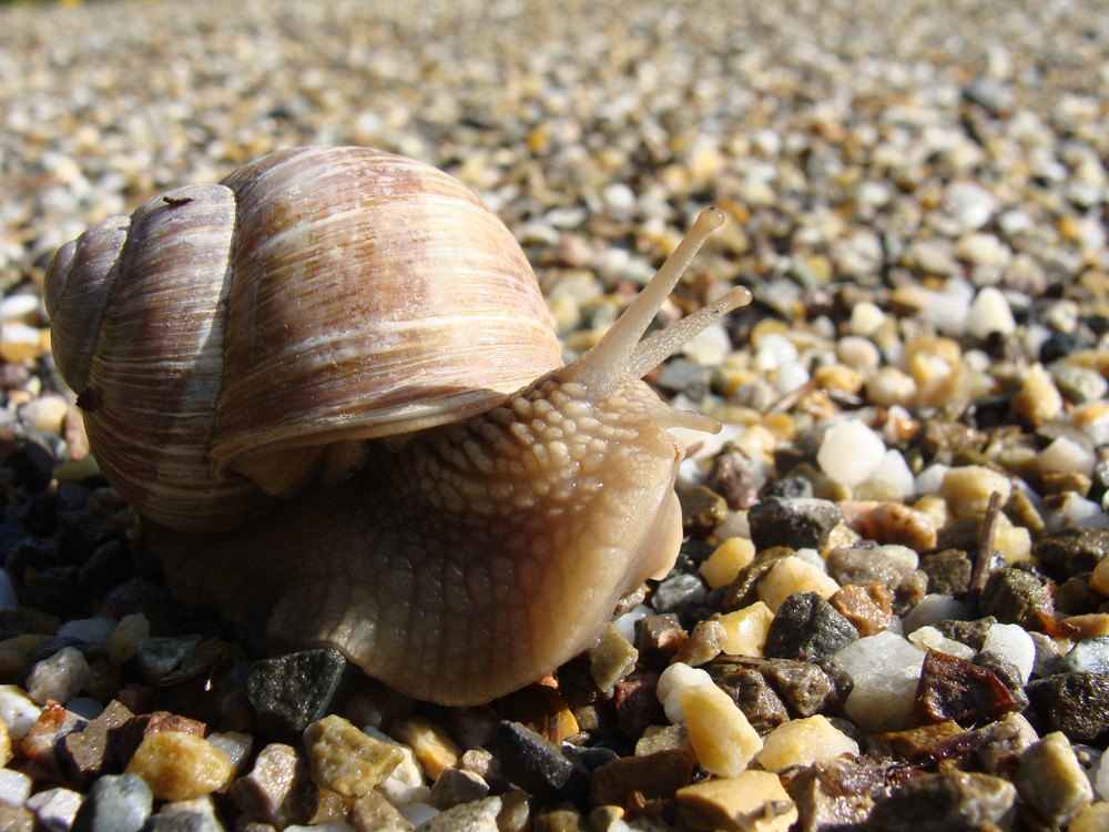 Schnecke in der Steinwüste von PietBoss 