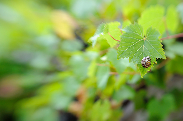 Schnecke in dynamischem Umfeld