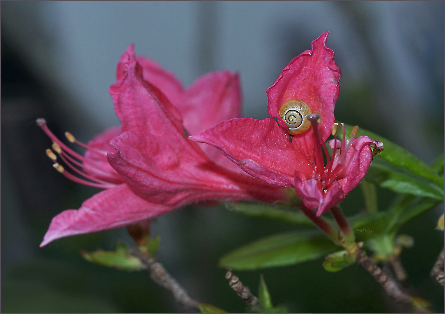 Schnecke in einer Blüte unserer Gartenazalee