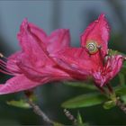 Schnecke in einer Blüte unserer Gartenazalee