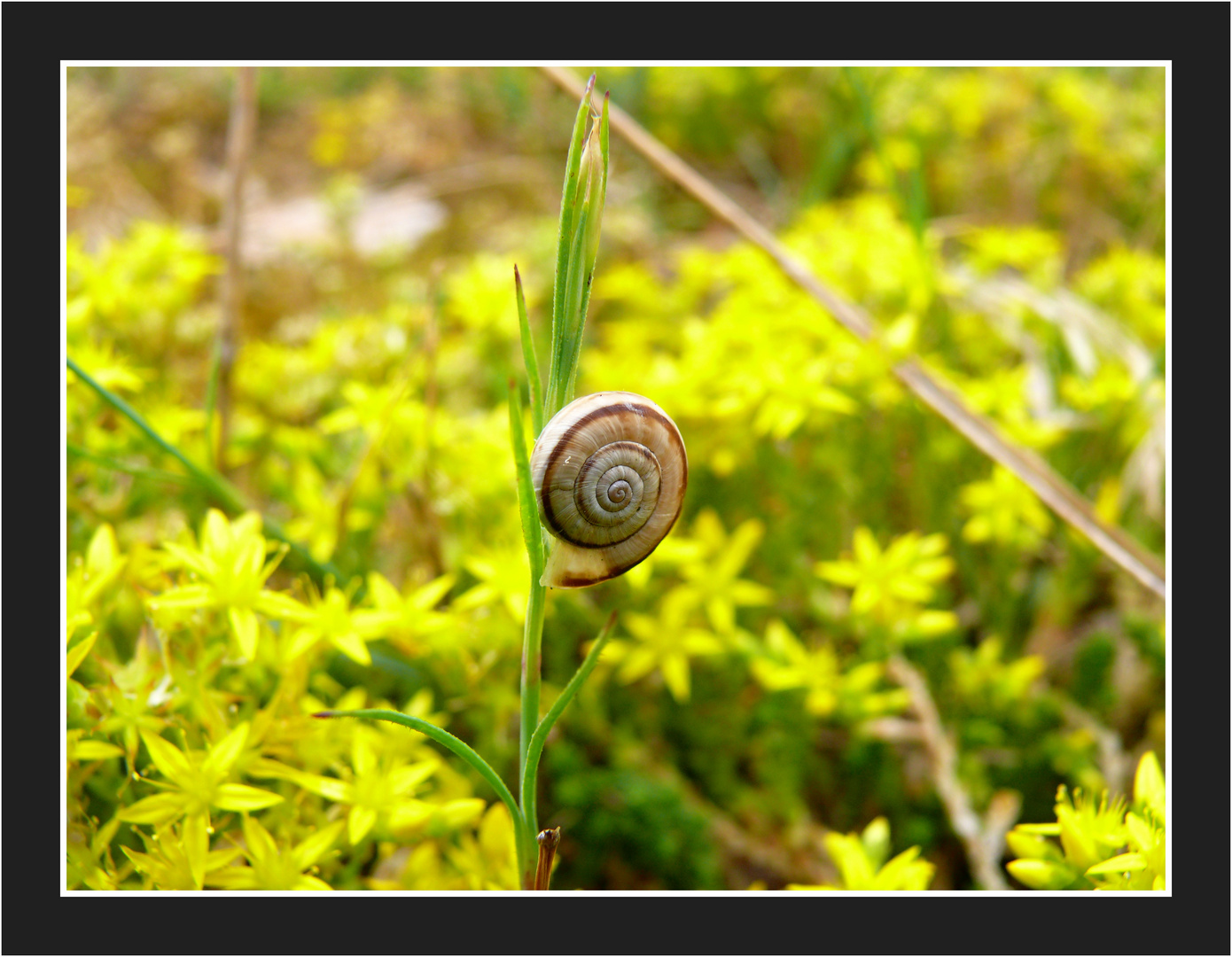 Schnecke in Gelb