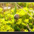 Schnecke in Gelb