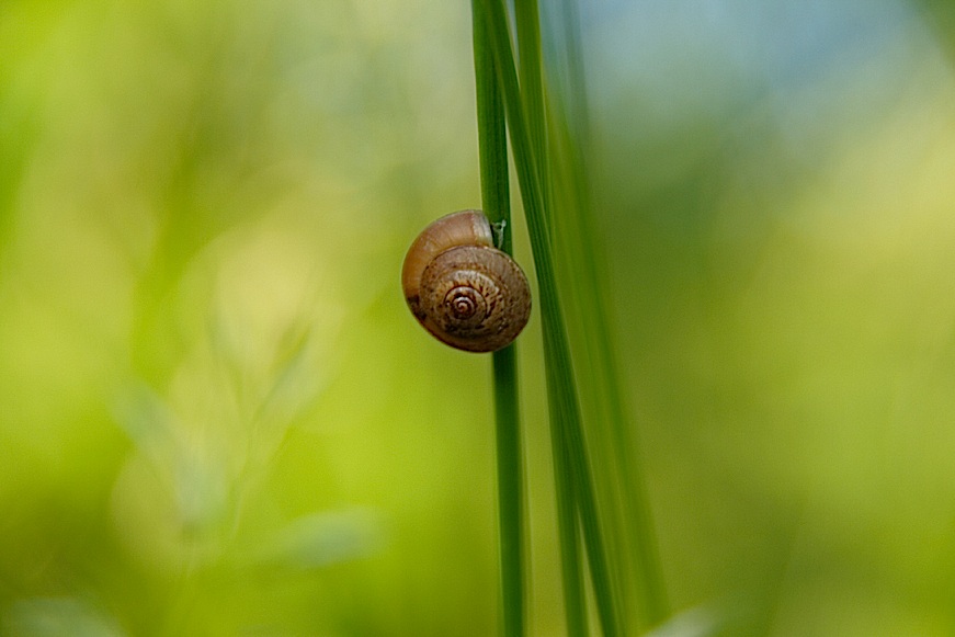 Schnecke in grün