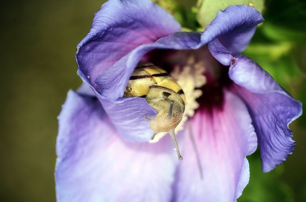 Schnecke in Hibiskus