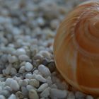 Schnecke in Kies